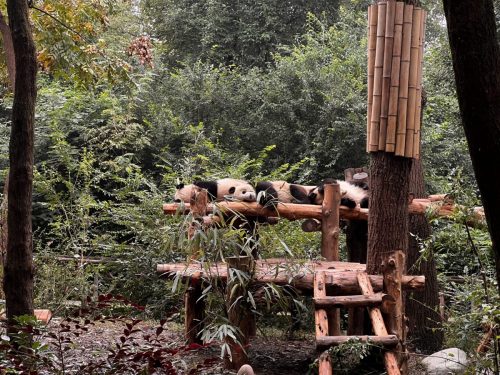 Chengdu_Panda-Station